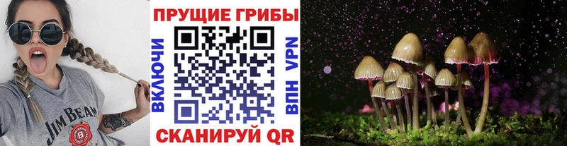 Псилоцибиновые грибы Psilocybe  где найти   MEGA ТОР  Вихоревка 